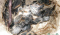Turtle Nesting 25 (Photo 25 of 34 photo(s)).