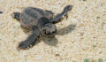 Turtle Nesting 27 (Photo 27 of 34 photo(s)).