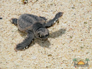 Turtle Nesting 27