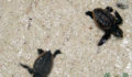 Turtle Nesting 28 (Photo 28 of 34 photo(s)).