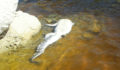 ACES-Croc-Poaching-2 (Photo 2 of 4 photo(s)).