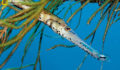 A trumpetfish hangs in the coral gardens of Lighthouse Reef atoll off Belize. (Photo 2 of 6 photo(s)).