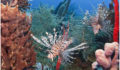 47 The Lionfish (Photo 3 of 10 photo(s)).