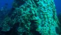 reef bleaching (Photo 7 of 10 photo(s)).