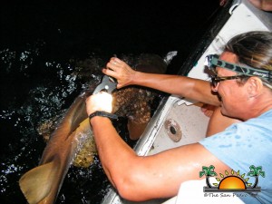 Shark Tagging Rachel Graham-11