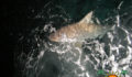 Shark Tagging Rachel Graham-15 (Photo 8 of 22 photo(s)).