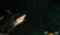 Shark Tagging Rachel Graham-16 (Photo 7 of 22 photo(s)).