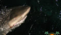 Shark Tagging Rachel Graham-17 (Photo 6 of 22 photo(s)).