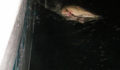 Shark Tagging Rachel Graham-21 (Photo 2 of 22 photo(s)).