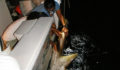 Shark Tagging Rachel Graham-6 (Photo 17 of 22 photo(s)).