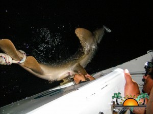 Shark Tagging Rachel Graham-7