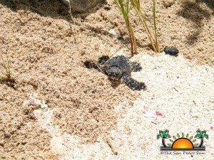 Turtle Nesting Season 2012-1