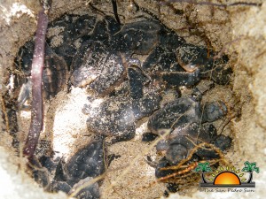 Turtle Nesting Season 2012-3
