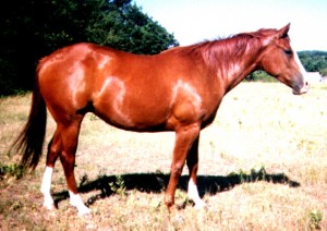 Equine Encephalomyelitis