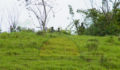 Belize Territorial Volunteers Clear Border-14 (Photo 12 of 23 photo(s)).