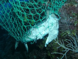 Ghost net on the reef 2