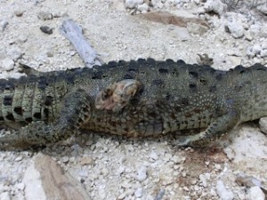 Dead-Crocodile-2