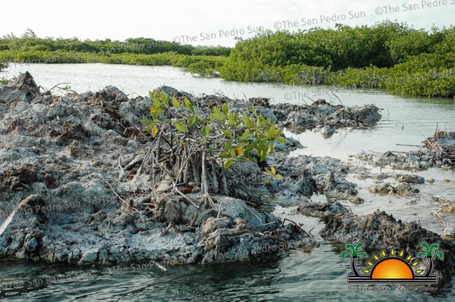 Dredging-on-North-Ambergris-Caye-5