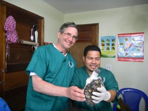 Juvenile Hawksbill Turtle Amputation (5)