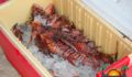 Lionfish Tournament Wahoo's Lounge-20 (Photo 17 of 36 photo(s)).