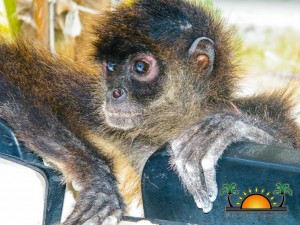 Spider Monkey Rescue-10