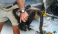 Spider Monkey Rescue-4 (Photo 3 of 10 photo(s)).
