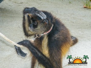 Spider Monkey Rescue-9