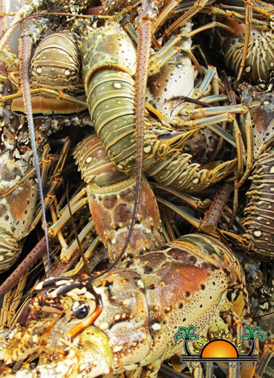 25 Lobster Fishing-1