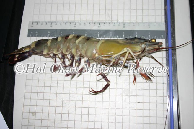 Black-Tiger-Prawn