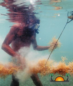 Placencia Seaweed Farming-2