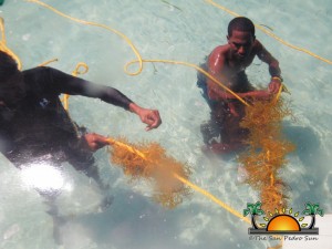 Placencia Seaweed Farming-3