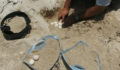 30 Turtle nest relocated- Hol Chan (Photo 4 of 4 photo(s)).