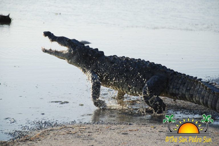 Island ex-pat encounters crocodile on Ambergris Caye; sustains minor injuries