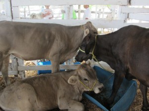 Cattle 1