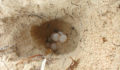 Loggerhead turtle nest at Robles Point beach (Photo 3 of 4 photo(s)).