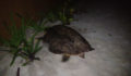 Turtle at Capricorn - Pics Courtesy of Clive Humes (1) (Photo 2 of 4 photo(s)).