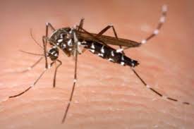 33 Malaria Mosquito