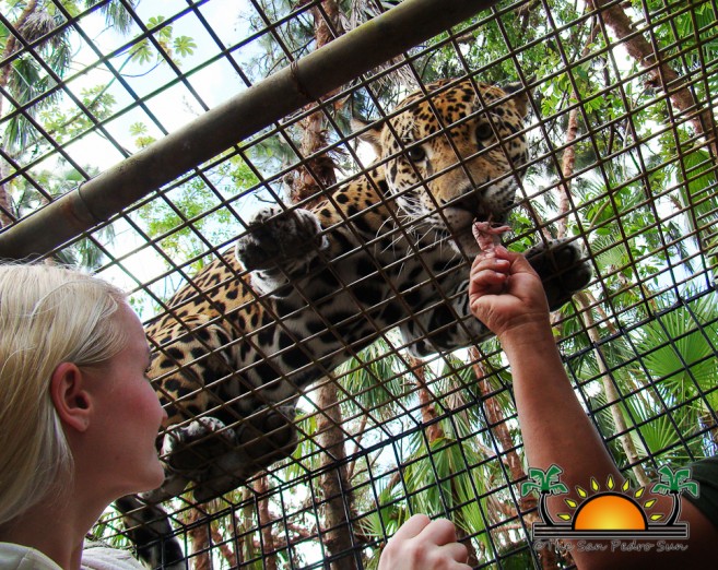 The Belize Zoo-1