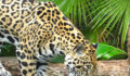 The Belize Zoo-16 (Photo 2 of 6 photo(s)).