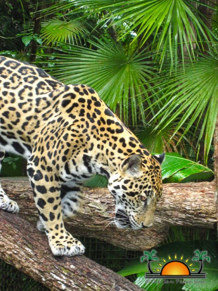 The Belize Zoo-16