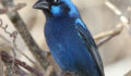 42 Male Blue Bunting (Photo 3 of 4 photo(s)).