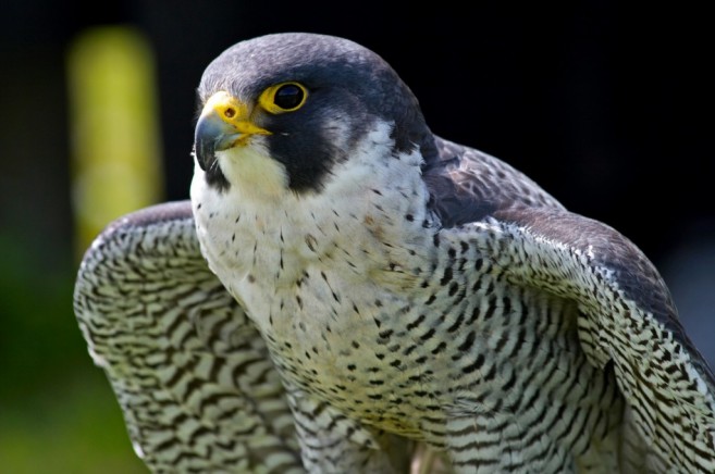 Peregrine Falcon spreading its wings against a dark background