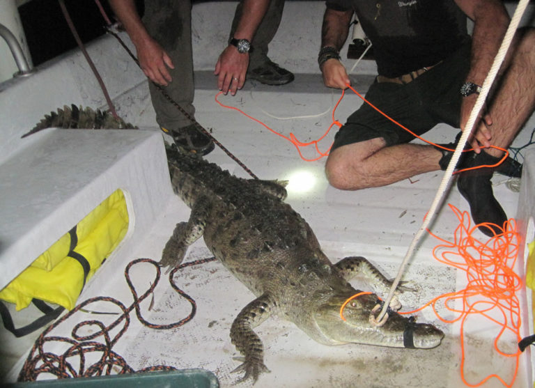 Problematic  Beachside Croc Captured by ACES