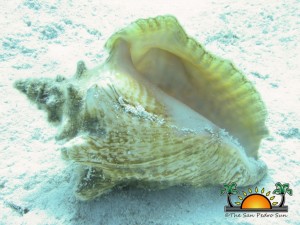 Queen Conch