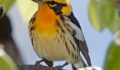 blackburnian-warbler-canada-2009 (Photo 1 of 4 photo(s)).