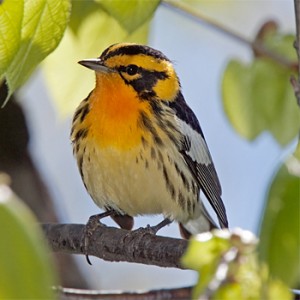 blackburnian-warbler-canada-2009