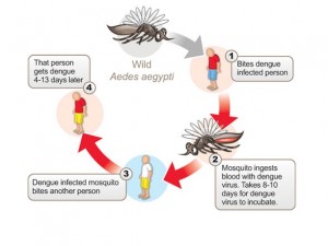 Dengue lifecycle-diagrams