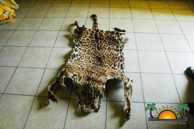 Jaguar Hide Recovered-3