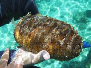 Sea-Cucumber-1