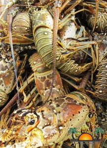 07 Lobster-2